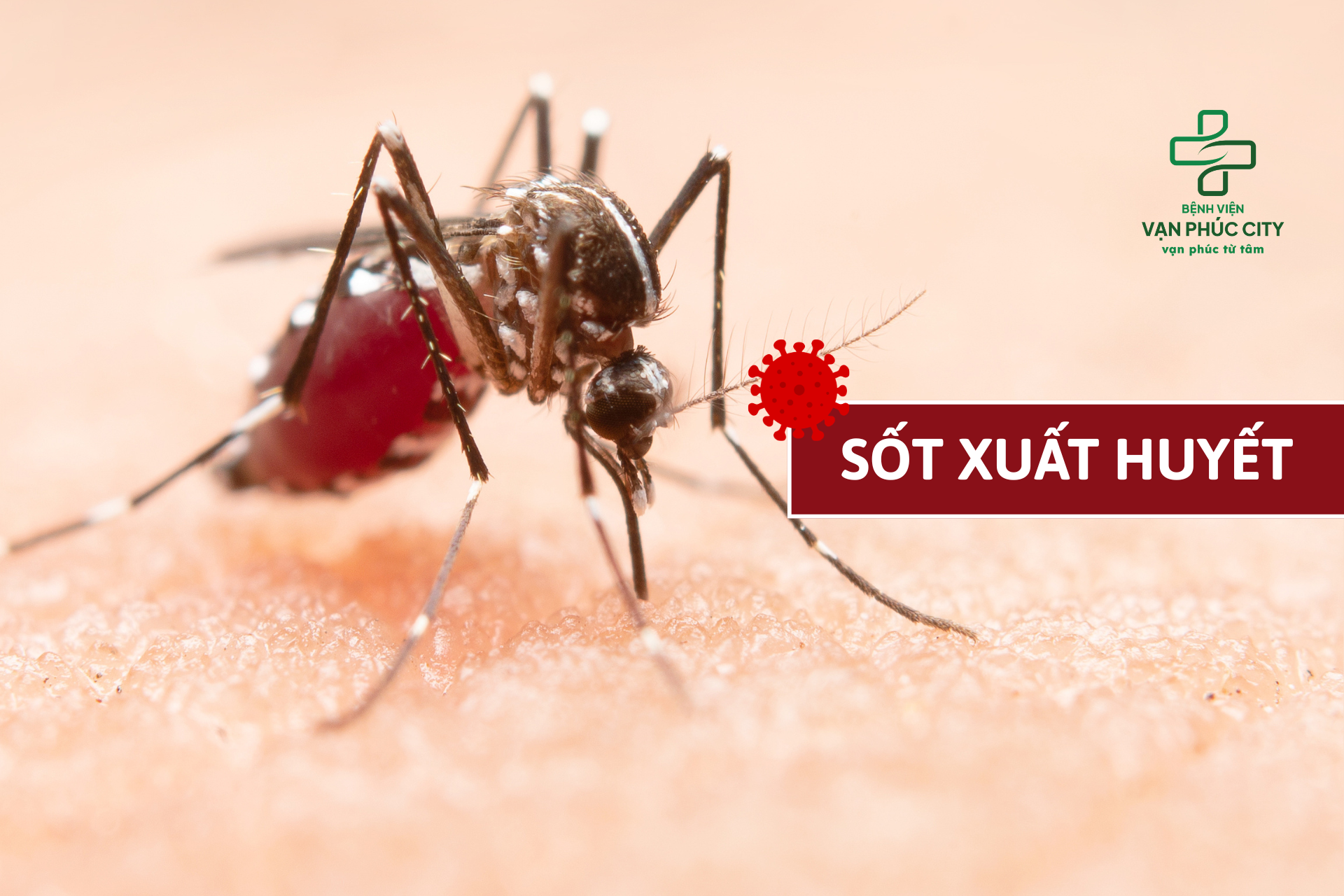 CẢNH BÁO MÙA DỊCH SỐT XUẤT HUYẾT 2026 DIỄN TIẾN NGHIÊM TRỌNG